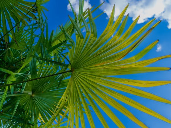 Guide essentiel pour l'entretien optimal de vos palmiers